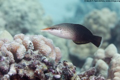 Bird Wrasse