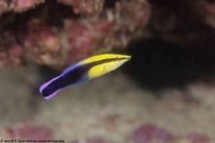 Hawaiian Cleaner Wrasse