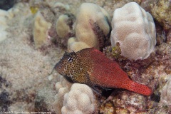 Spotted Coral Blenny