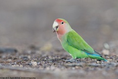 Rosy-faced Lovebird