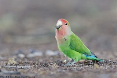 Rosy-faced Lovebird