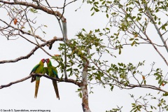 Great Green Macaw