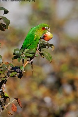 Sulphur-winged Parakeet