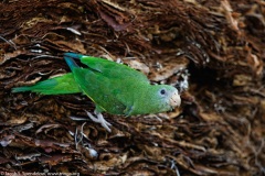 White-winged Parakeet