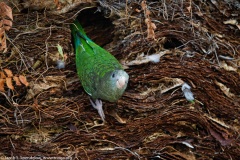 White-winged Parakeet