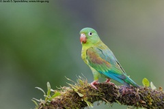 Orange-chinned Parakeet