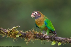 Brown-hooded Parrot