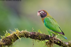 Brown-hooded Parrot