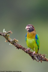 Brown-hooded Parrot