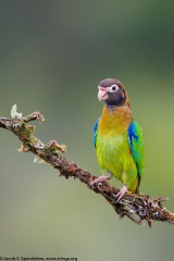 Brown-hooded Parrot