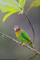 Brown-hooded Parrot