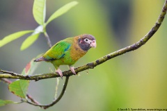 Brown-hooded Parrot