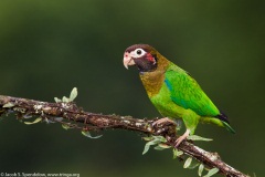 Brown-hooded Parrot