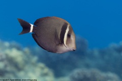 Whitebar Surgeonfish