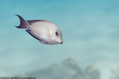 Brown Surgeonfish