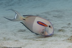 Orangeband Surgeonfish