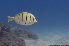 Convict Tang