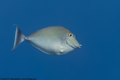 Bluespine Unicornfish