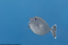 Paletail Unicornfish