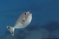 Paletail Unicornfish