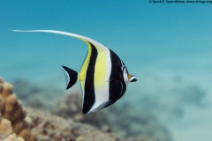 Moorish Idol