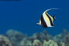 Moorish Idol