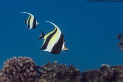 Moorish Idol