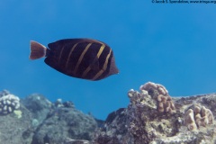 Sailfin Tang