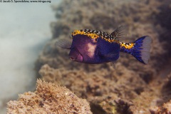 Spotted Boxfish