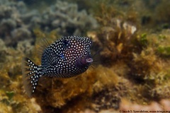 Spotted Boxfish