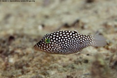 Hawaiian Whitespotted Toby