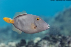 Barred Filefish