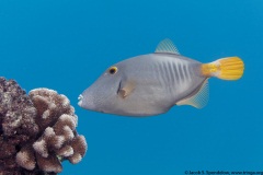 Barred Filefish