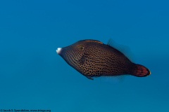 Hawaiian Fantail Filefish