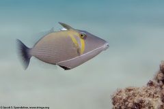 Lei Triggerfish