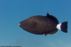 Bridled Triggerfish