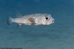 Spot-Fin Porcupinefish