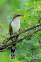 Yellow-billed Cuckoo