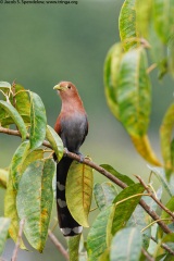 Squirrel Cuckoo