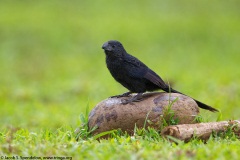 Groove-billed Ani