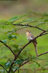 Striped Cuckoo