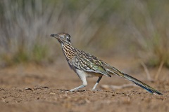 Greater Roadrunner