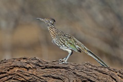 Greater Roadrunner