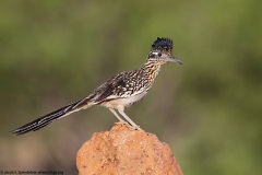 Greater Roadrunner