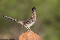 Greater Roadrunner