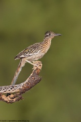 Greater Roadrunner