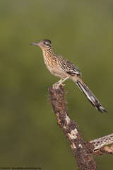 Greater Roadrunner