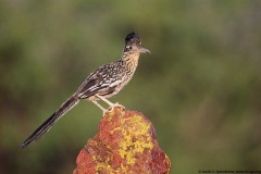 Greater Roadrunner