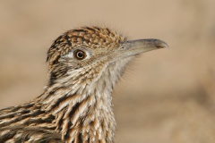 Greater Roadrunner