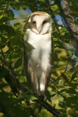 Barn Owl